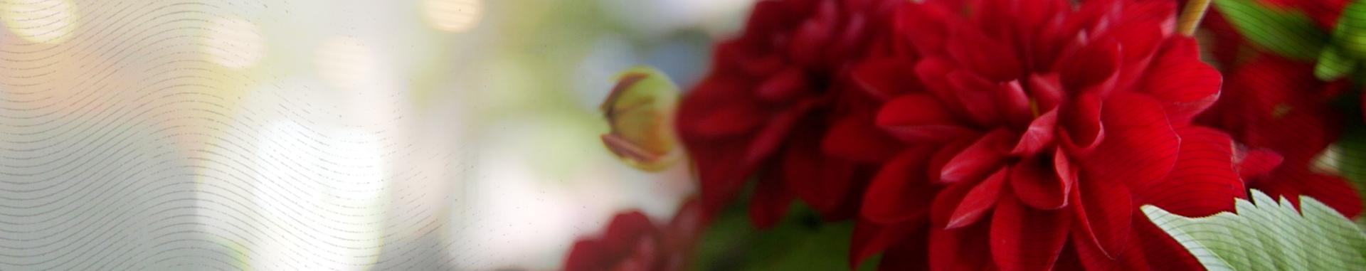 Panoramic color closeup image of a red geranium flower, a still from a Co-op Credit Union video