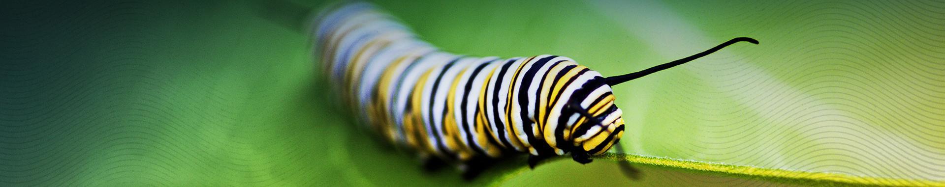 努力成长 full-color monarch butterfly caterpillar on a leaf panoramic photo